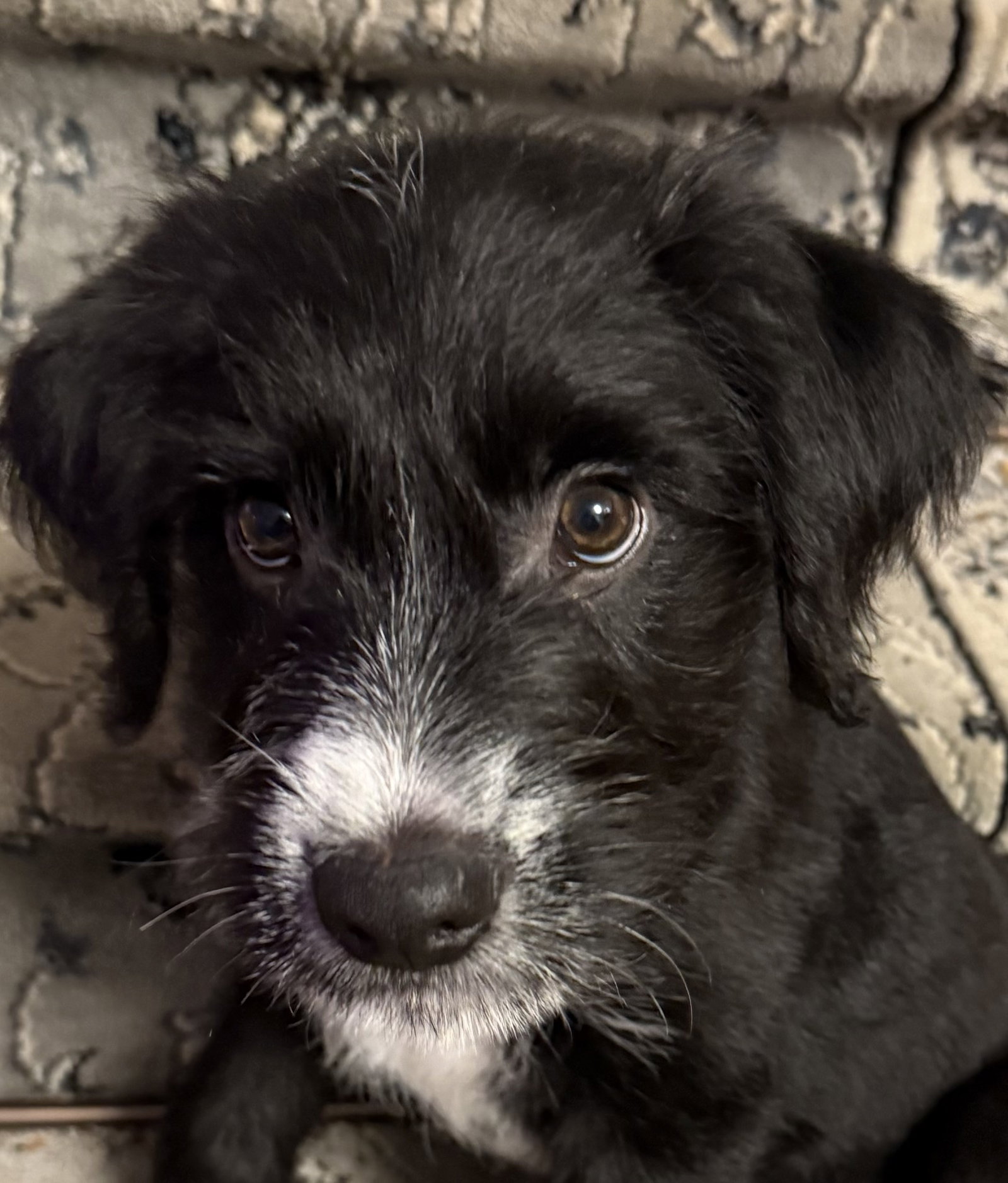 Benny Large Labrador Retriever / Poodle (Standard) / Mixed (medium coat) Male