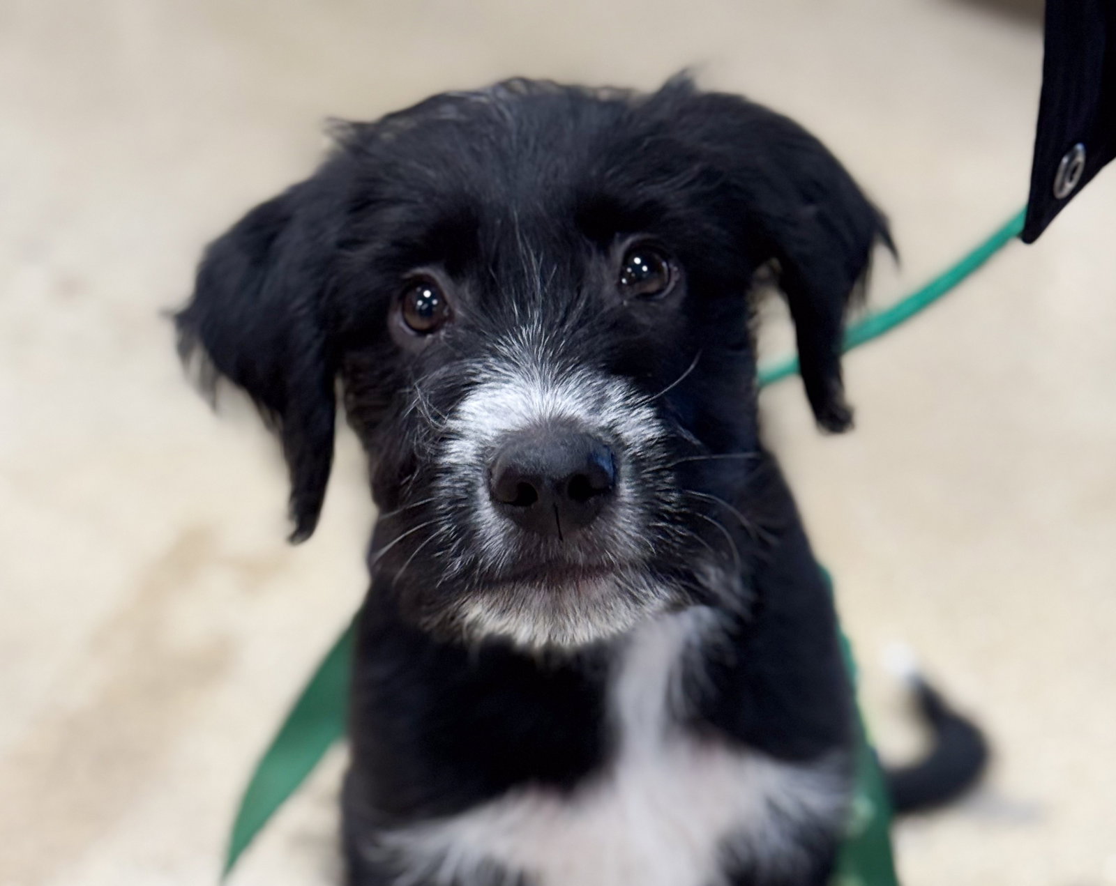 Benny Large Labrador Retriever / Poodle (Standard) / Mixed (medium coat) Male