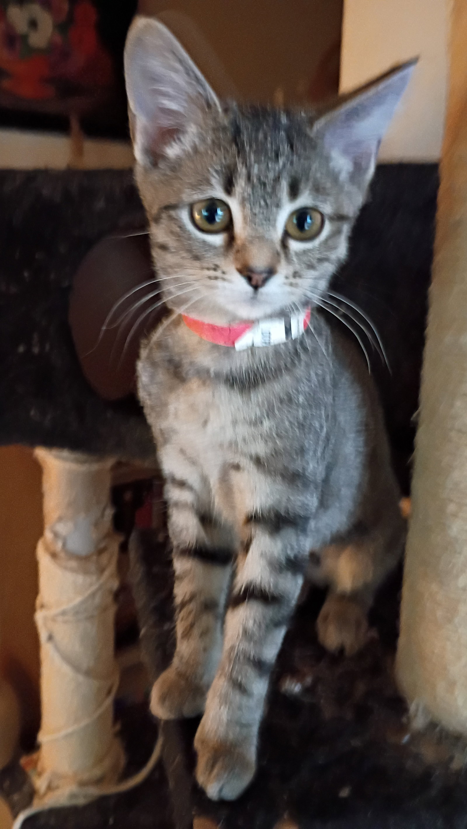 Honeycrisp  Domestic Short Hair (short coat) Female