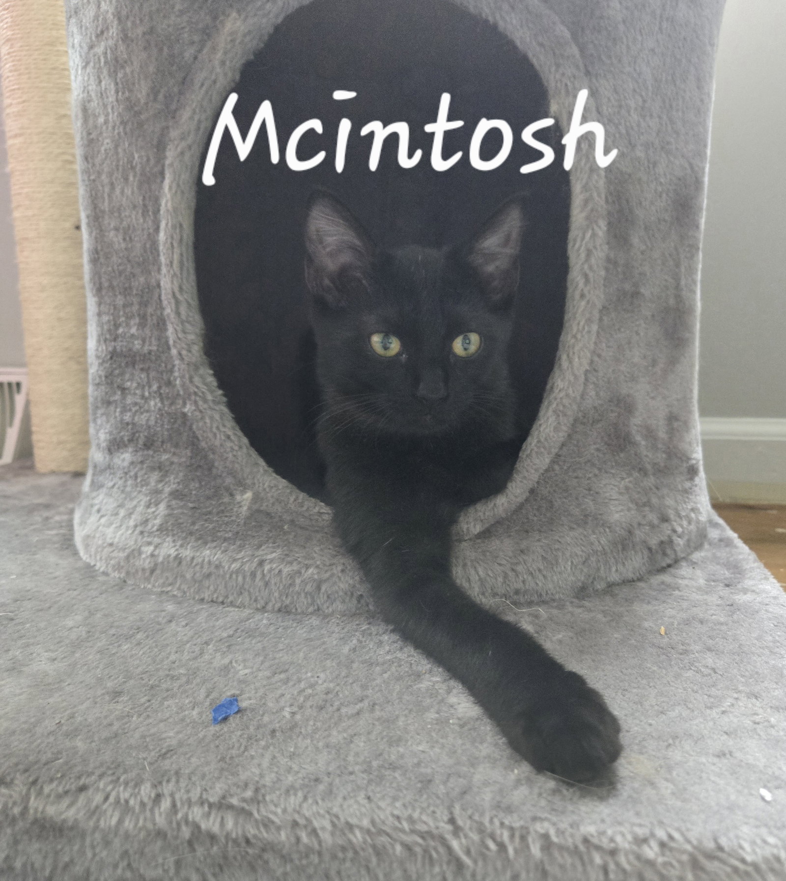 McIntosh  Domestic Short Hair (short coat) Male
