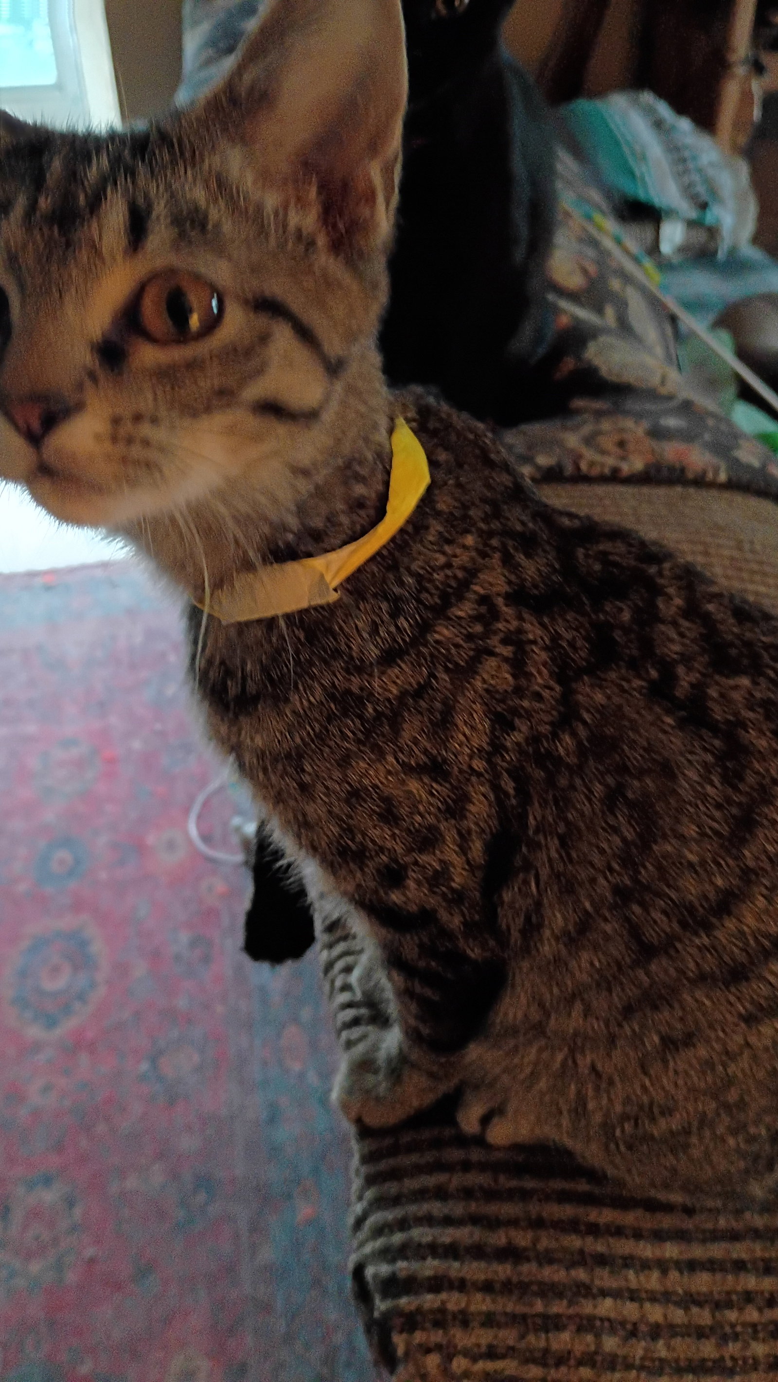 Braeburn  Domestic Short Hair (short coat) Male