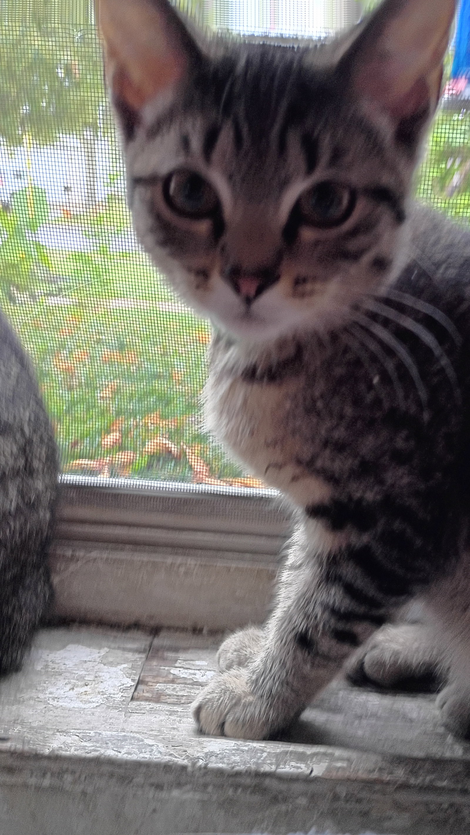 Granny Smith  Domestic Short Hair (short coat) Male