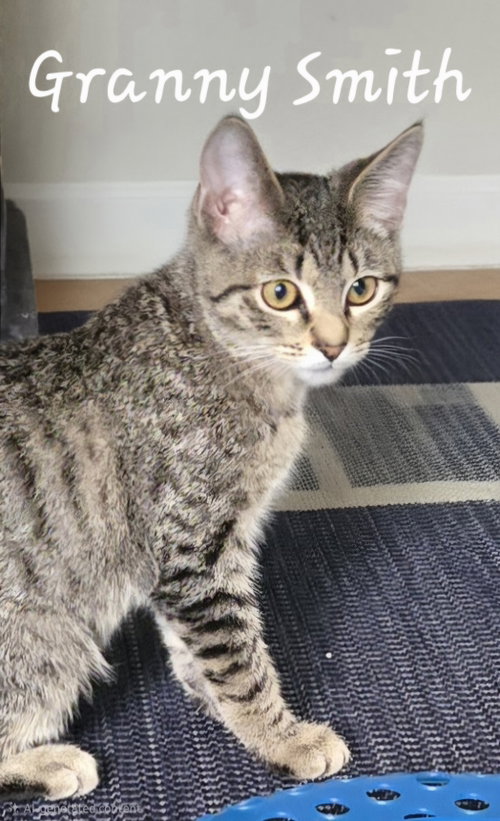Granny Smith, a cat for adoption from Animal Rescue Foundation (ARF-IL)