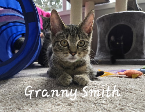 Photo 2 of Granny Smith