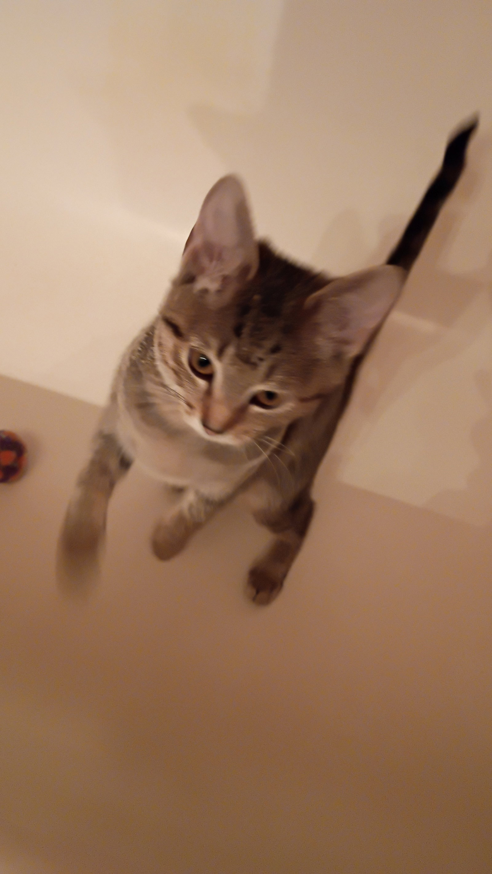 Fuji  Domestic Short Hair (short coat) Female