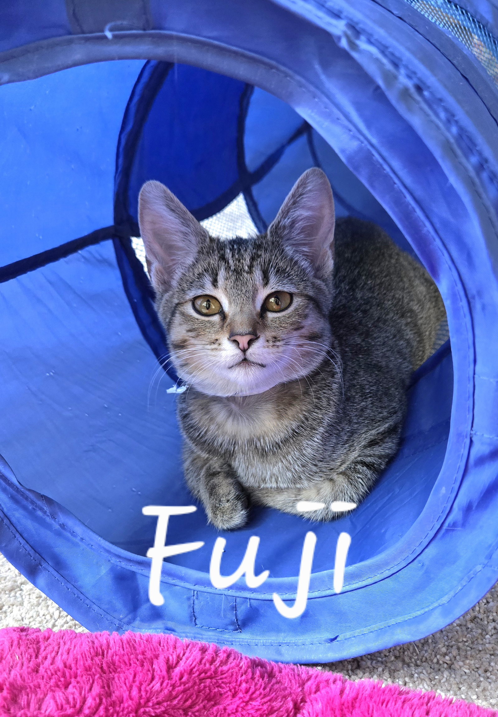 Fuji  Domestic Short Hair (short coat) Female