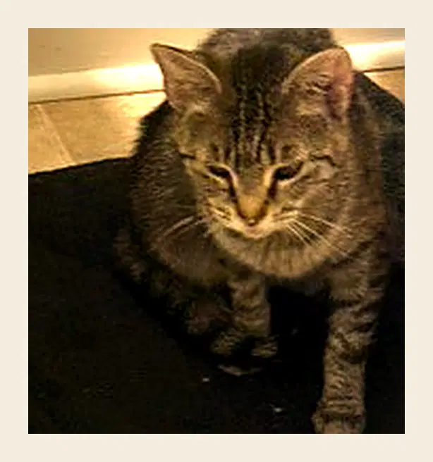 Opalascent - Domestic Short Hair