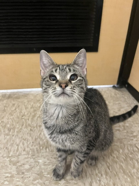 Opalascent  Domestic Short Hair (short coat) Female