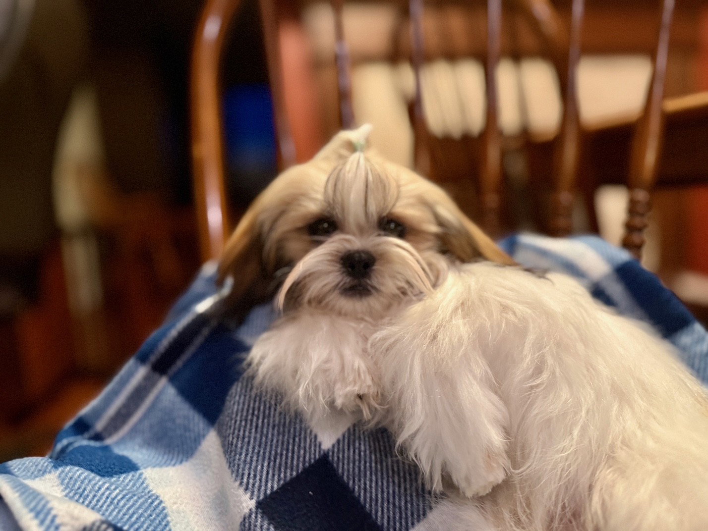 Maxwell Small Shih Tzu (long coat) Male