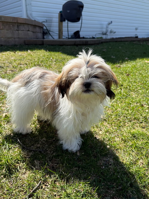 picture of the dog needing adoption