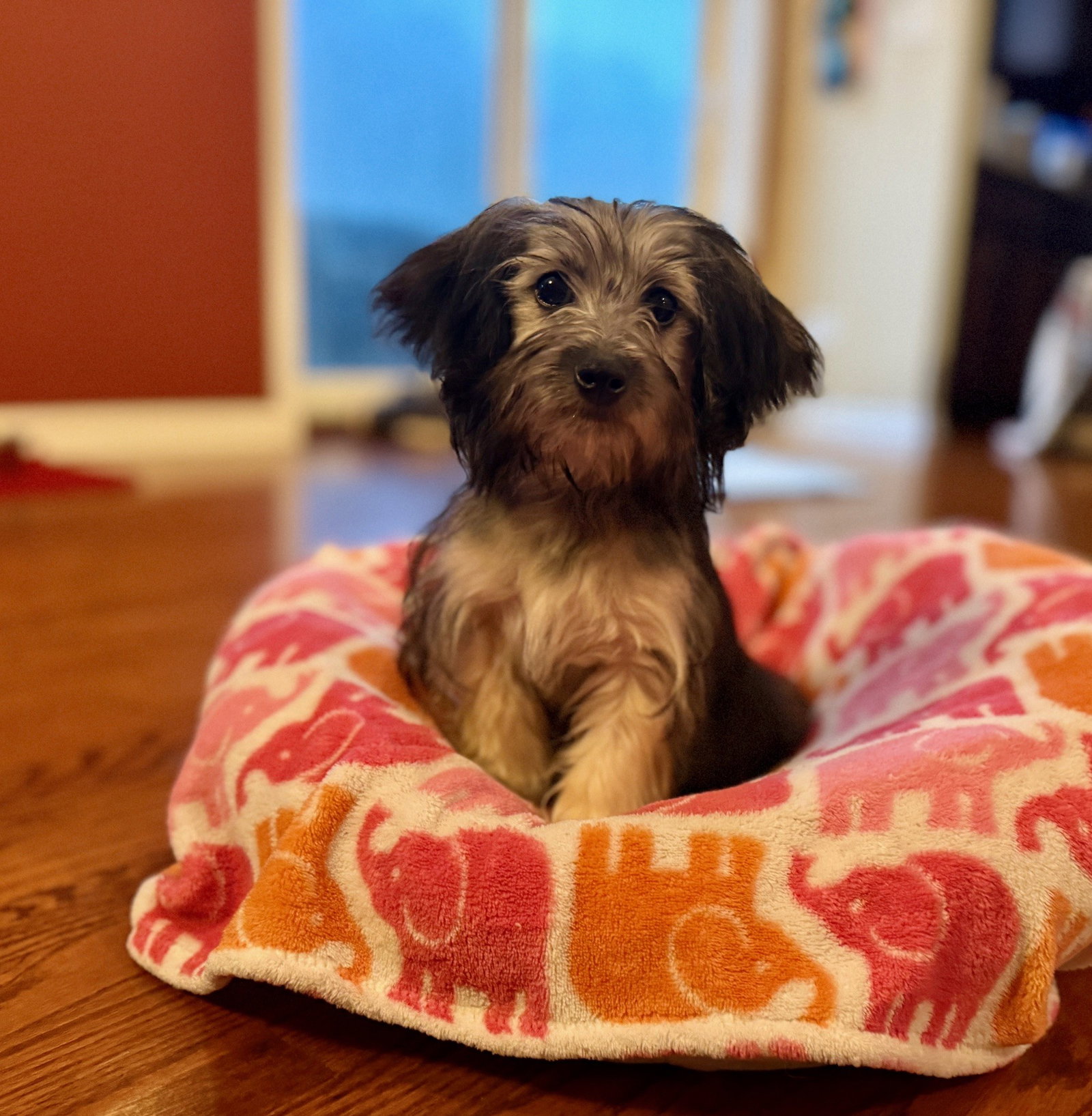 Madelyn Small Havanese / Yorkshire Terrier Yorkie (medium coat) Female