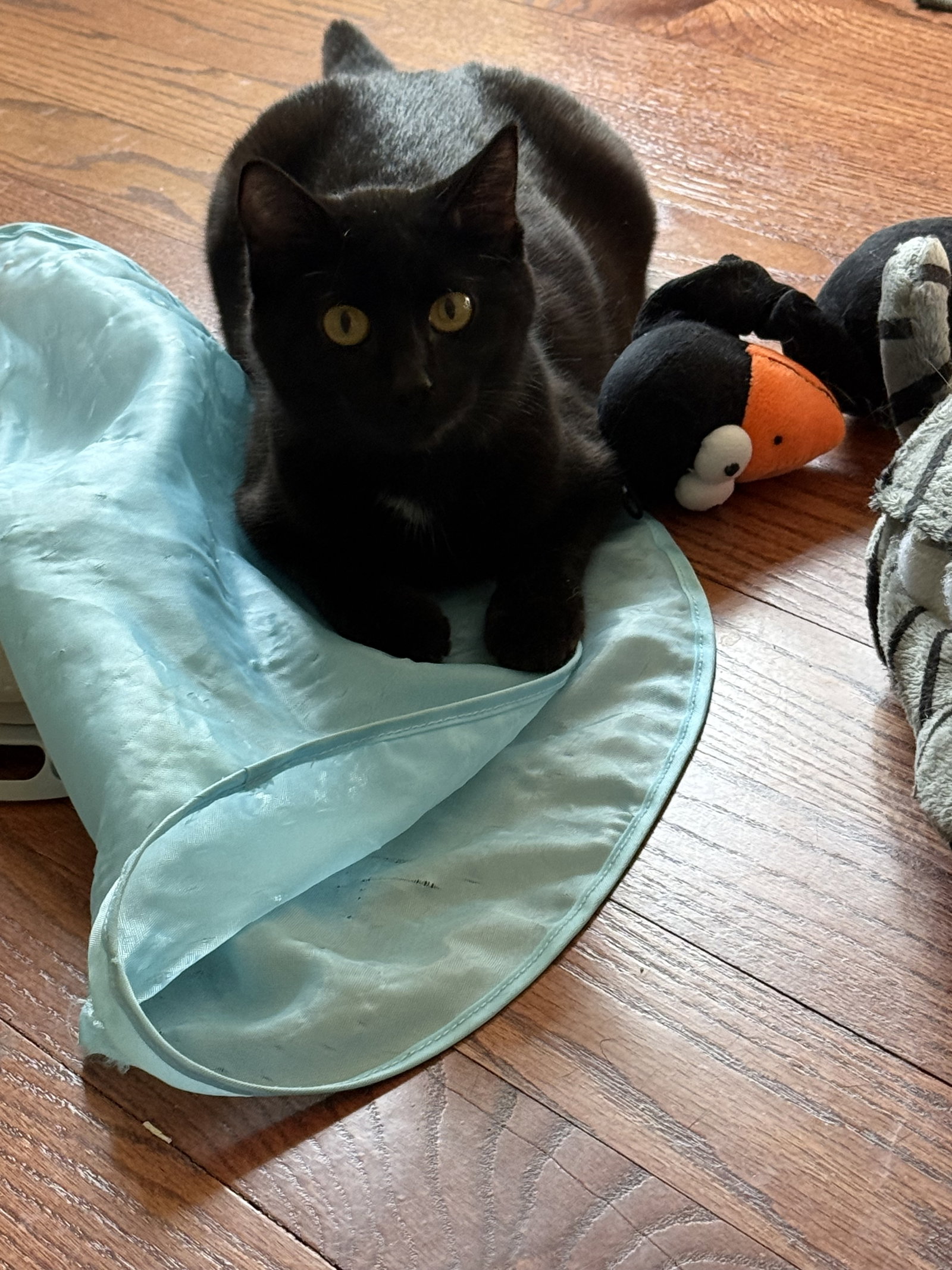 Betty Boop  Domestic Short Hair (short coat) Female