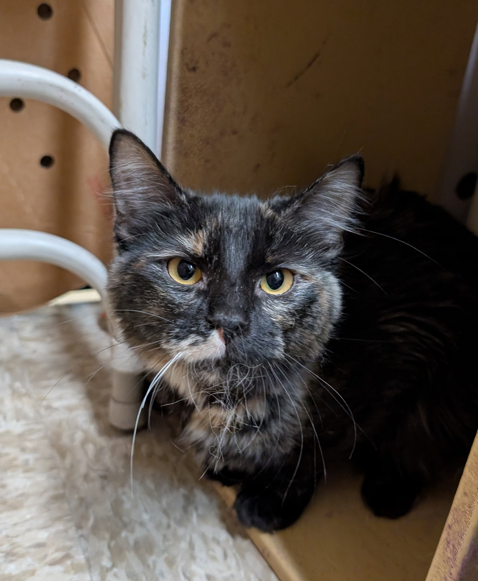 Sapphire  Domestic Long Hair (long coat) Female
