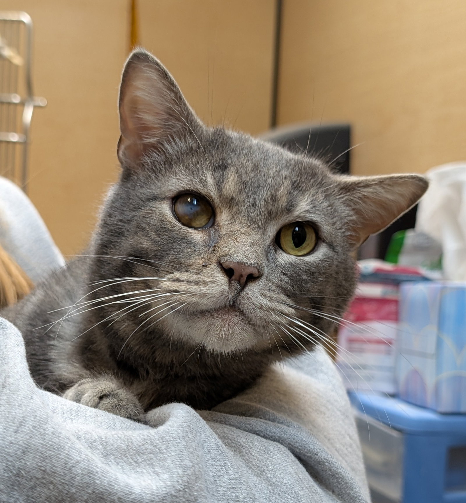 Phoenix (Grey)  Domestic Short Hair (short coat) Male