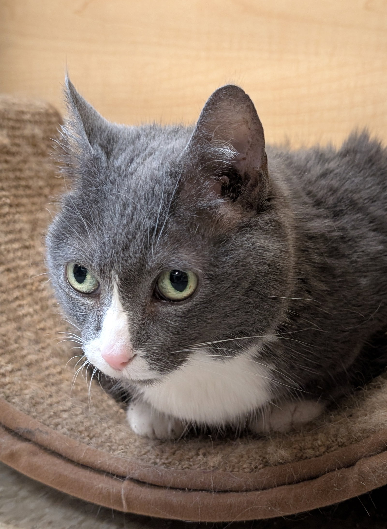 Lucky  Domestic Short Hair (short coat) Female