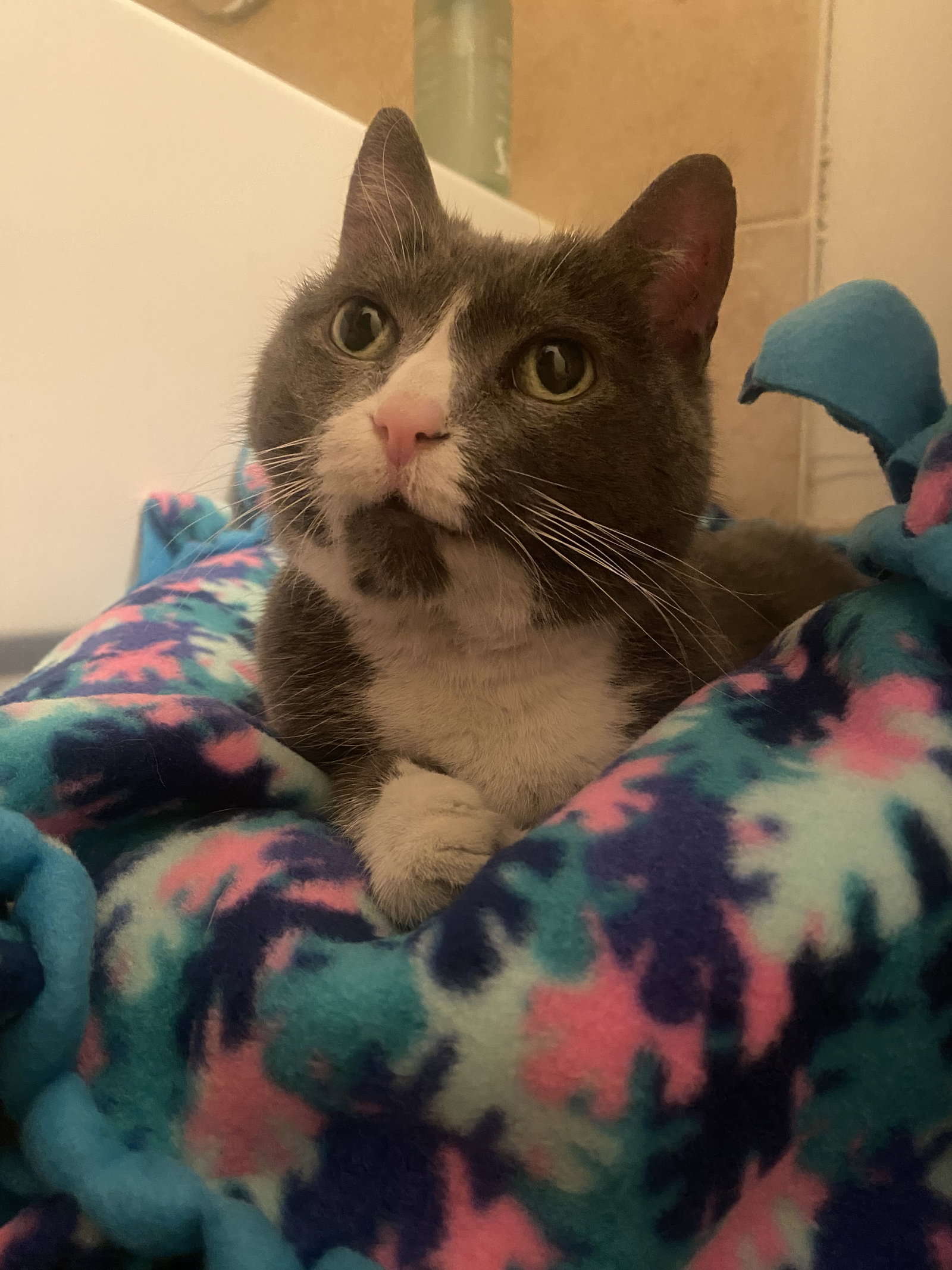Lucky  Domestic Short Hair (short coat) Female
