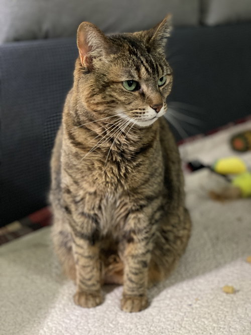 Samoa, Adult Domestic Short Hair (short coat), cat for adoption in Orland Park, Illinois