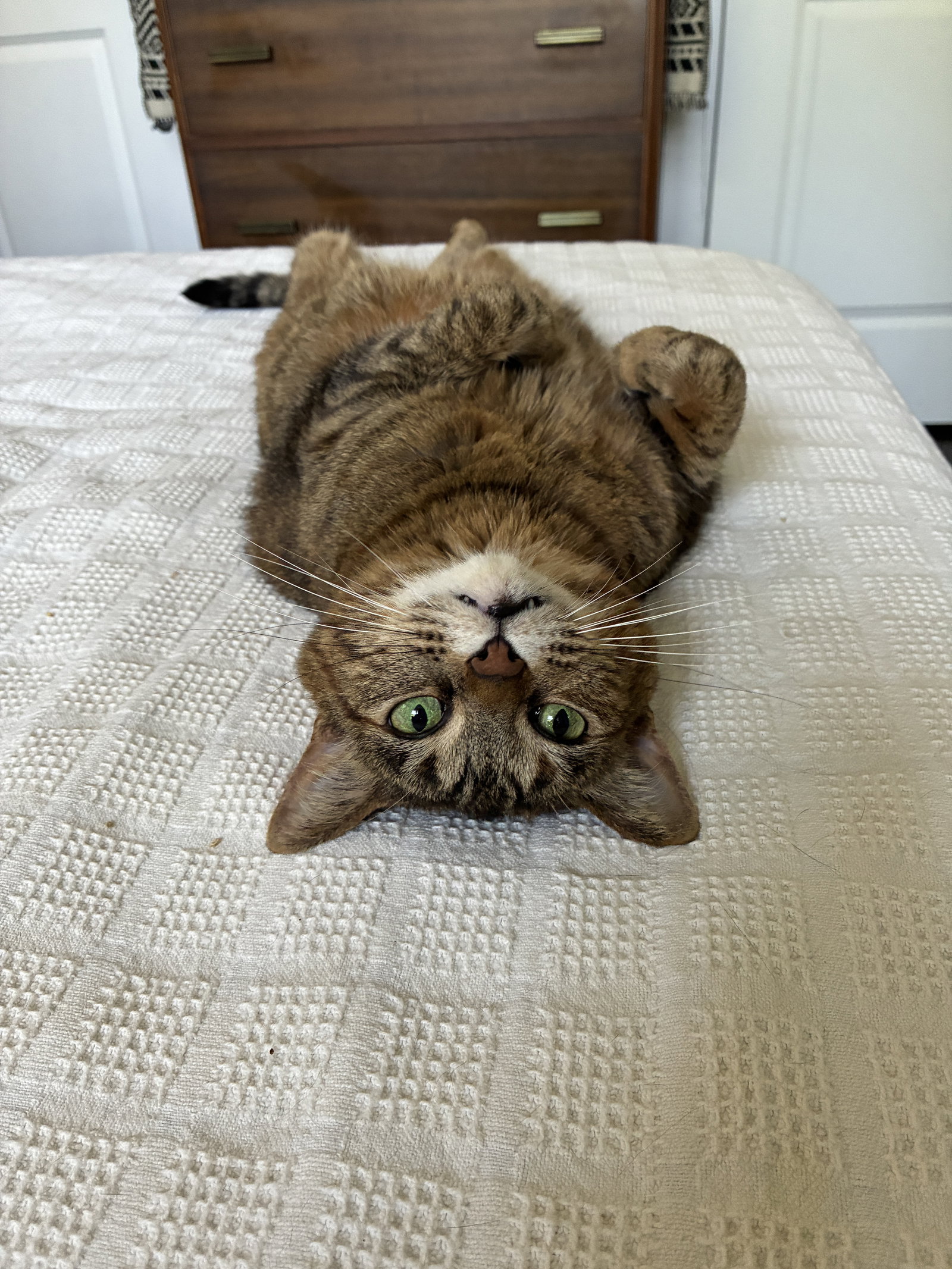 Samoa  Domestic Short Hair (short coat) Female