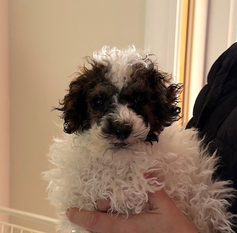 Roomba Small Poodle (Miniature) (long coat) Male