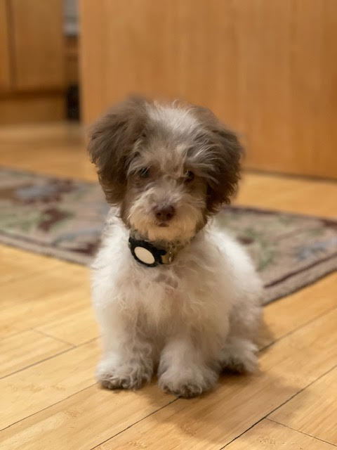 picture of the dog needing adoption