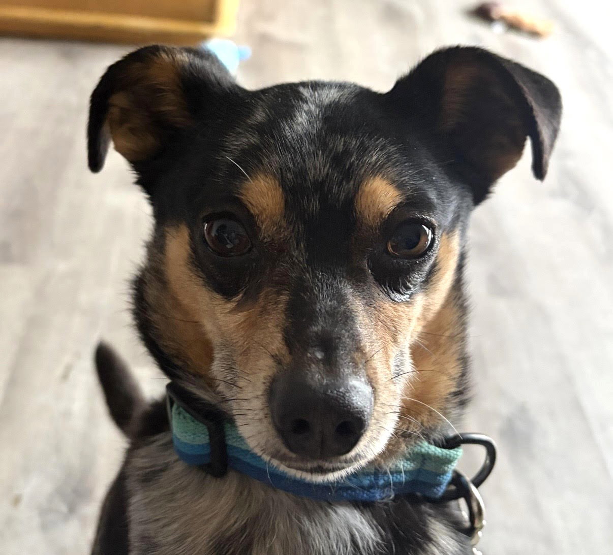 Jeffery Small Chihuahua / Mixed (medium coat) Male