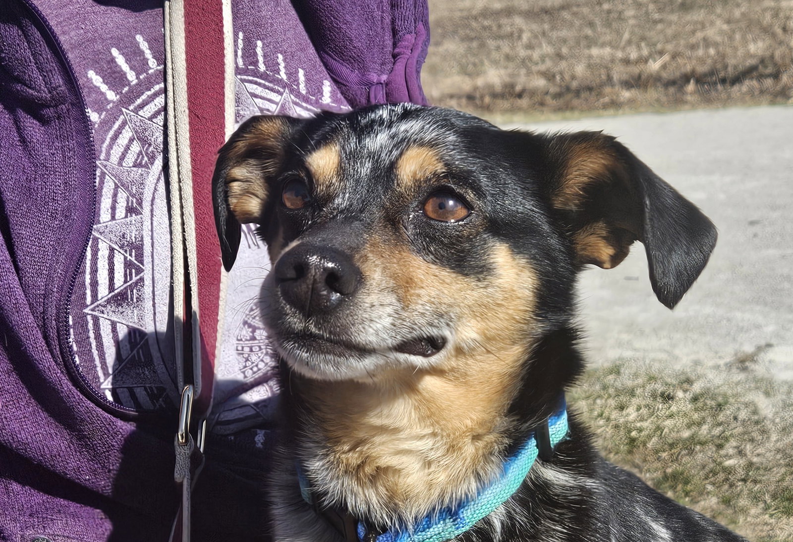 Jeffery Small Chihuahua / Mixed (medium coat) Male