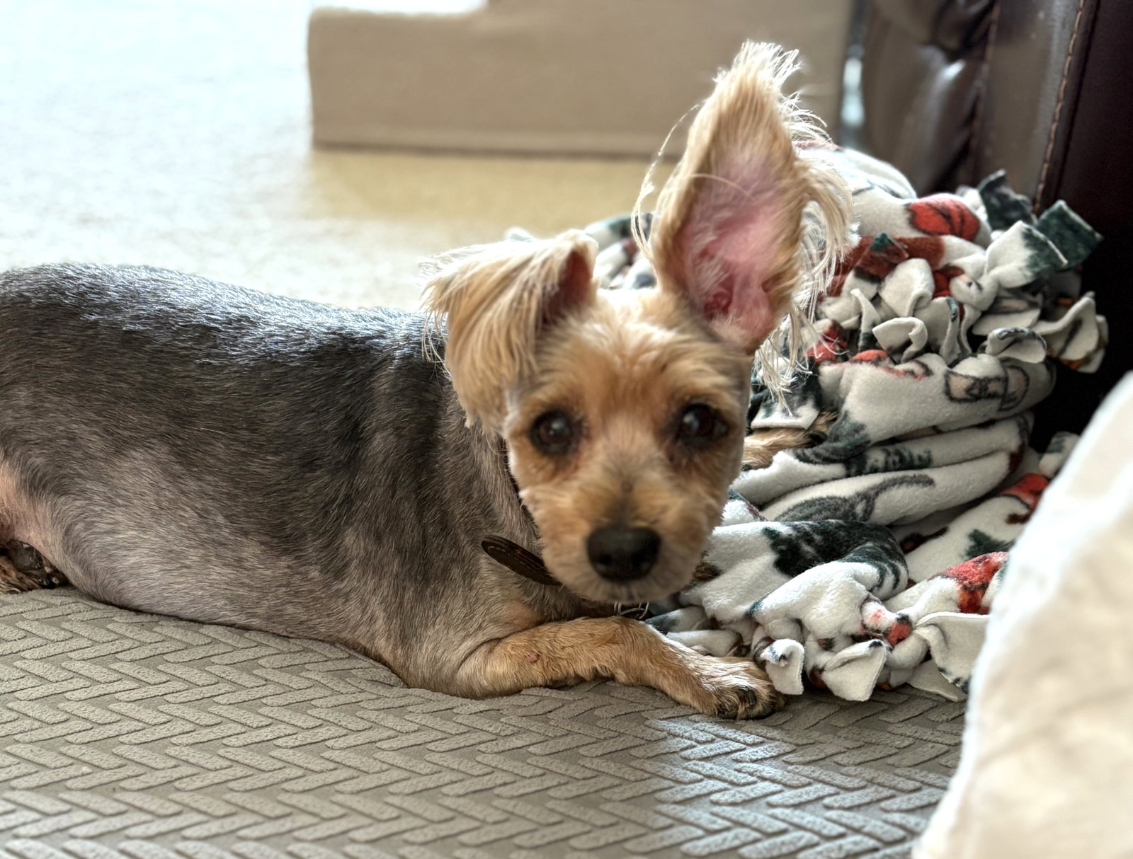 Mocha Small Yorkshire Terrier Yorkie (medium coat) Female