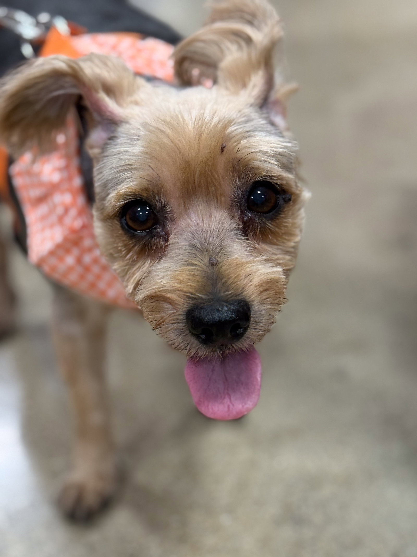Mocha Small Yorkshire Terrier Yorkie (medium coat) Female