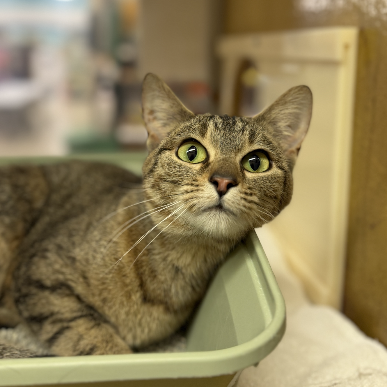 Bridget  Domestic Short Hair (short coat) Female