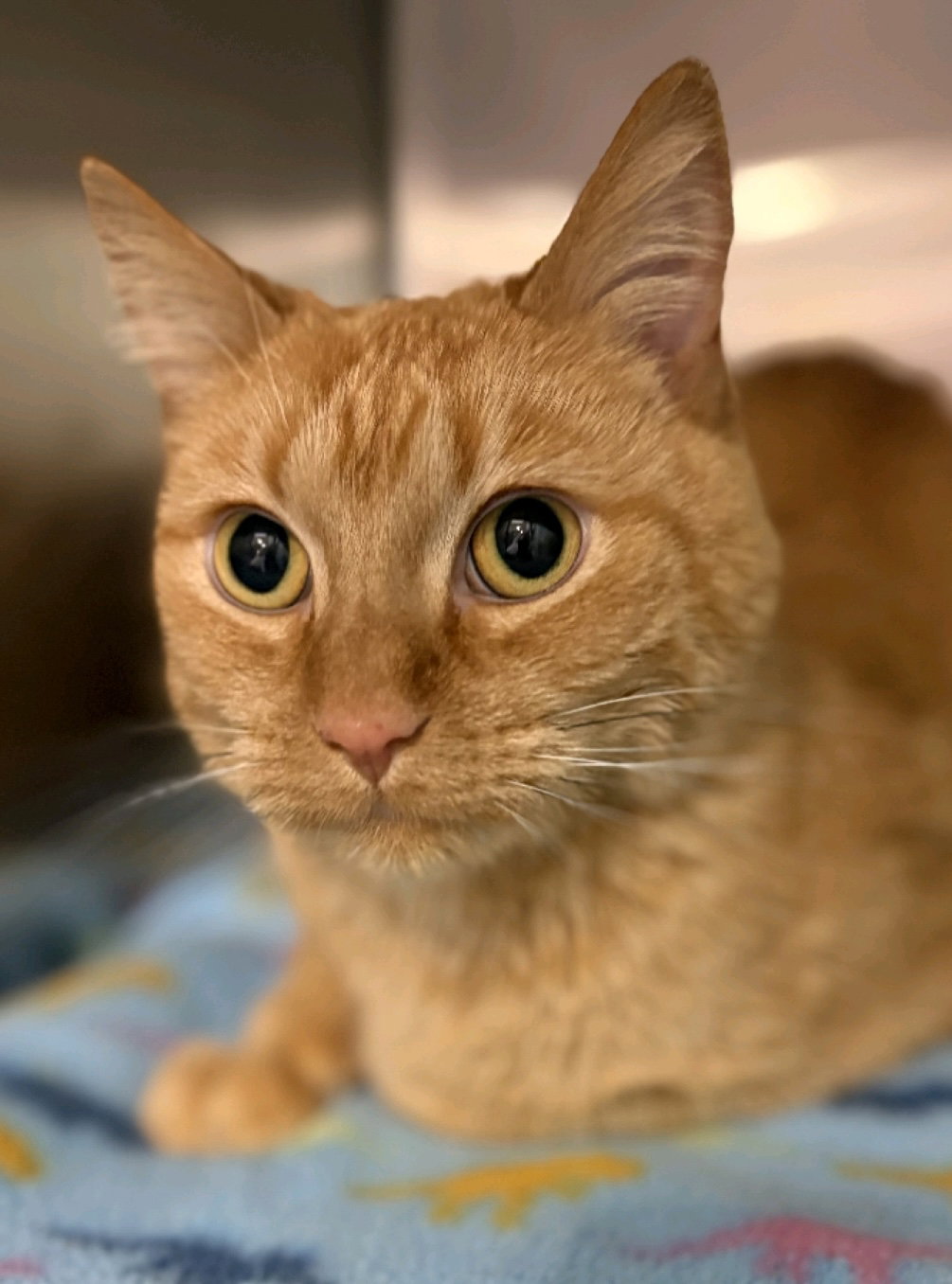 Andrew  Domestic Short Hair (short coat) Male