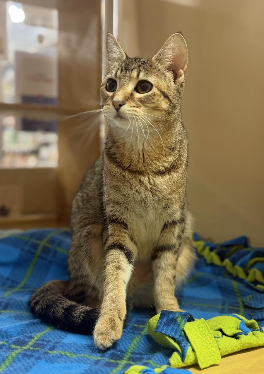 Twirly  Domestic Short Hair (short coat) Female