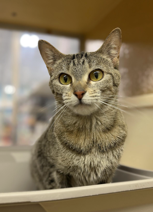 Liberty, Young Domestic Short Hair (short coat), cat for adoption in Orland Park, Illinois