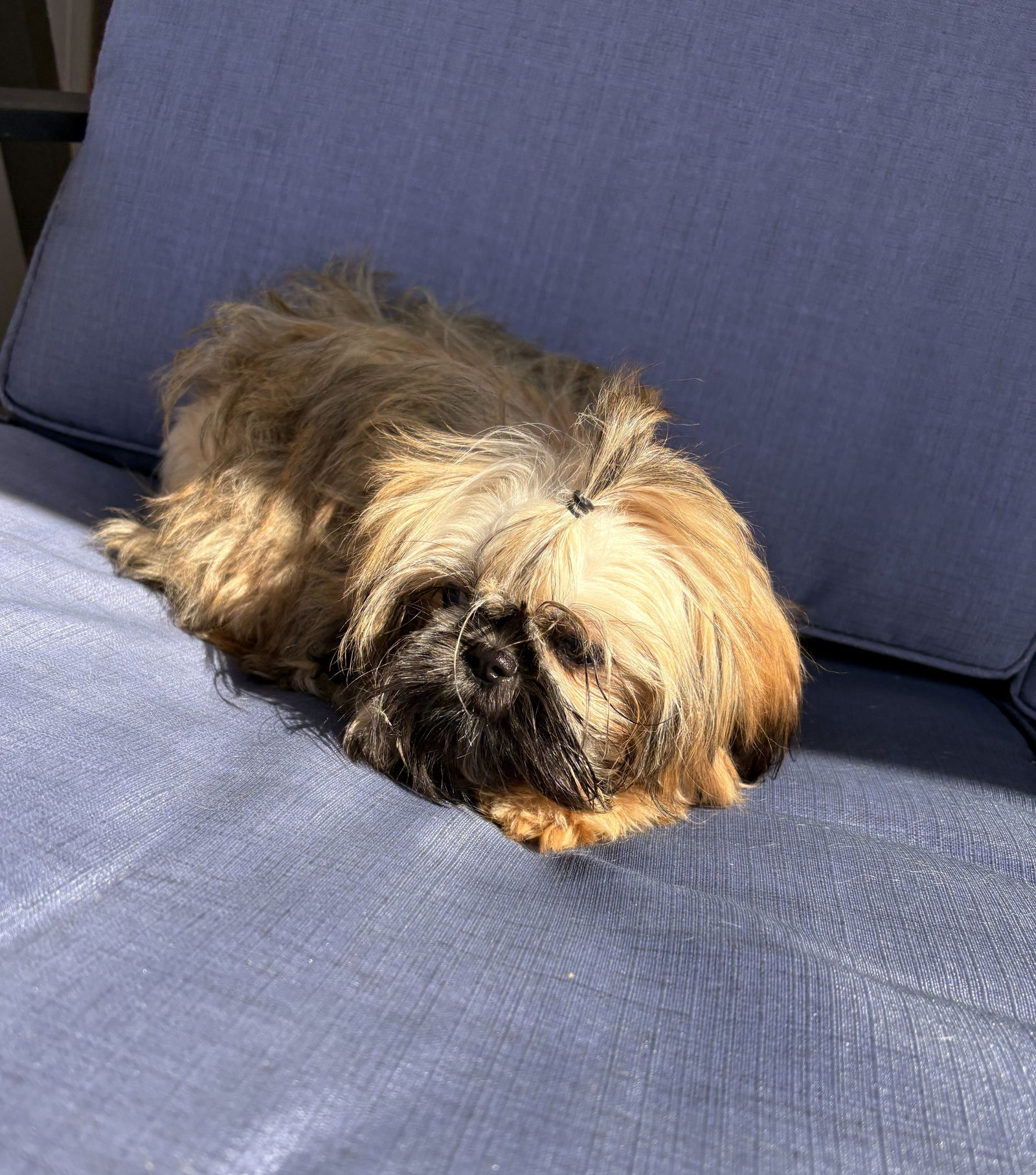 Hoover Small Shih Tzu (long coat) Female