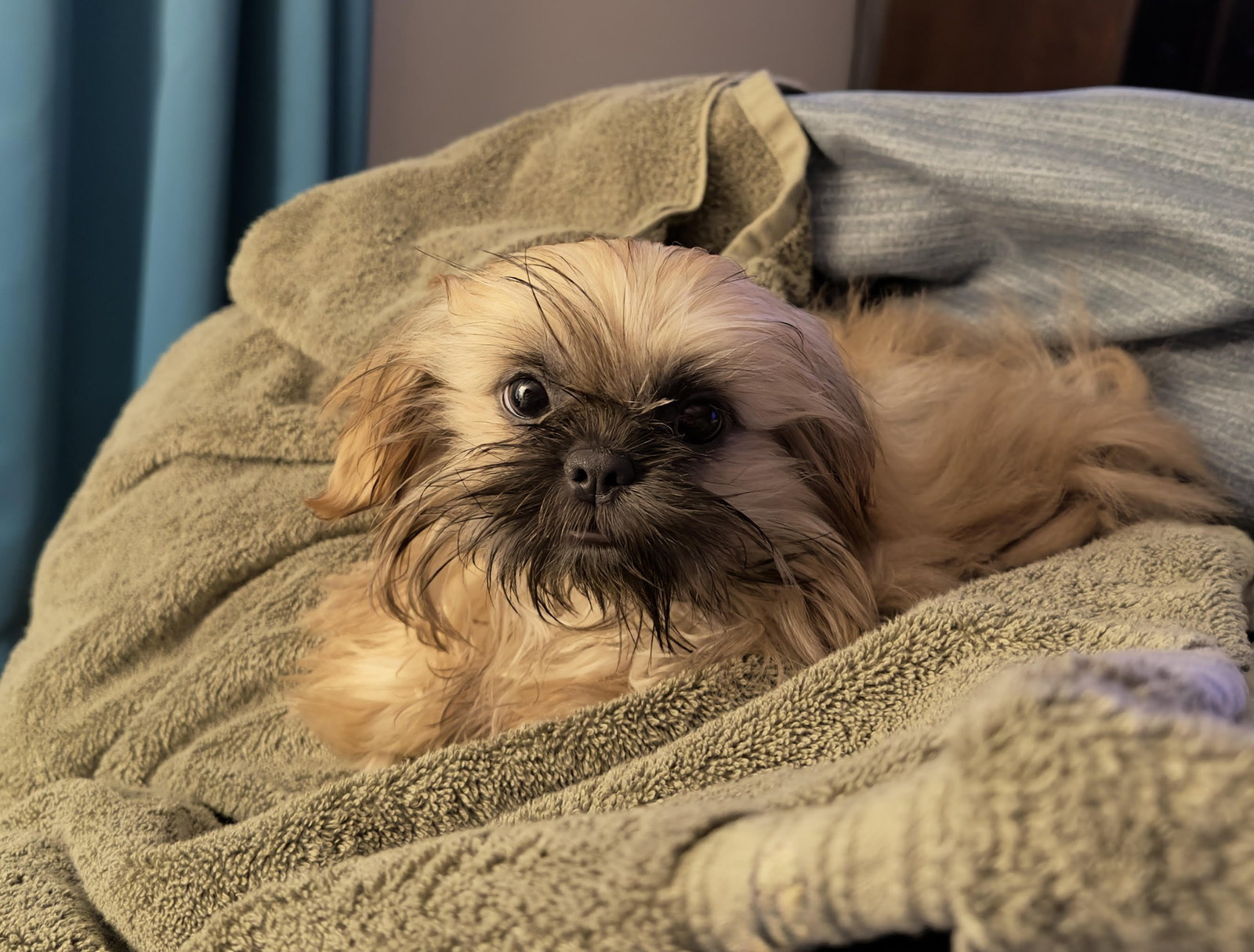 Hoover Small Shih Tzu (long coat) Female