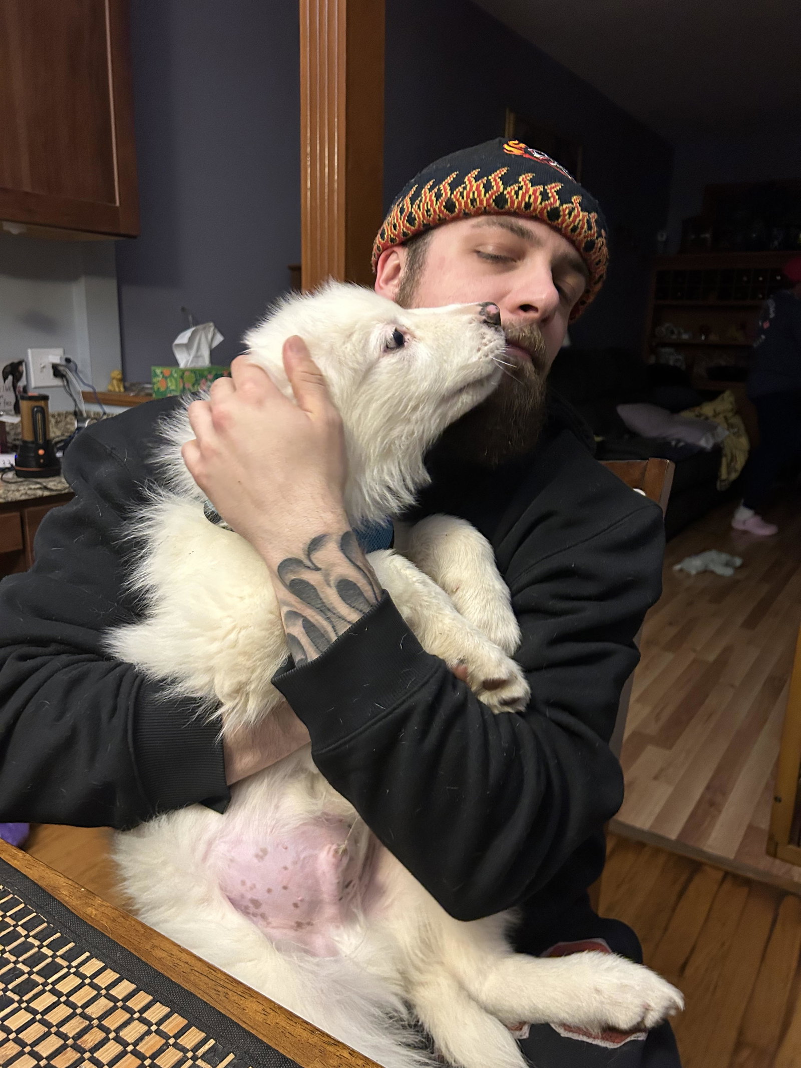 Elliott X-Large Great Pyrenees (long coat) Male