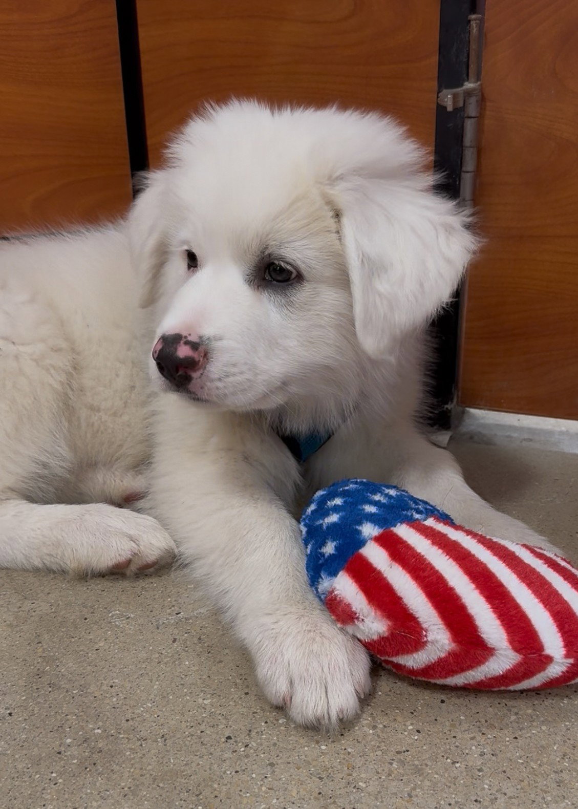 Elliott X-Large Great Pyrenees (long coat) Male