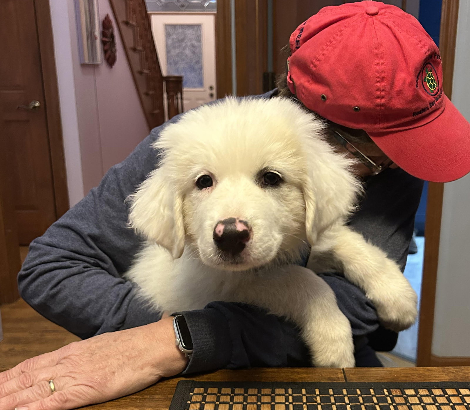 Harper X-Large Great Pyrenees (long coat) Female