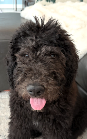 Ollie X-Large Bernese Mountain Dog / Poodle (Standard) (medium coat) Male