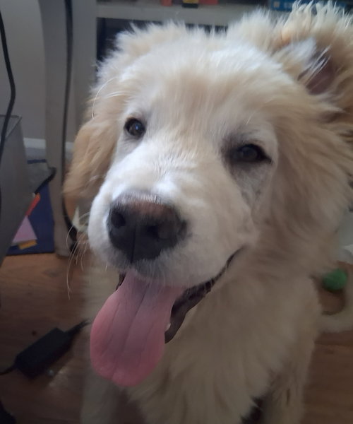 picture of the dog needing adoption