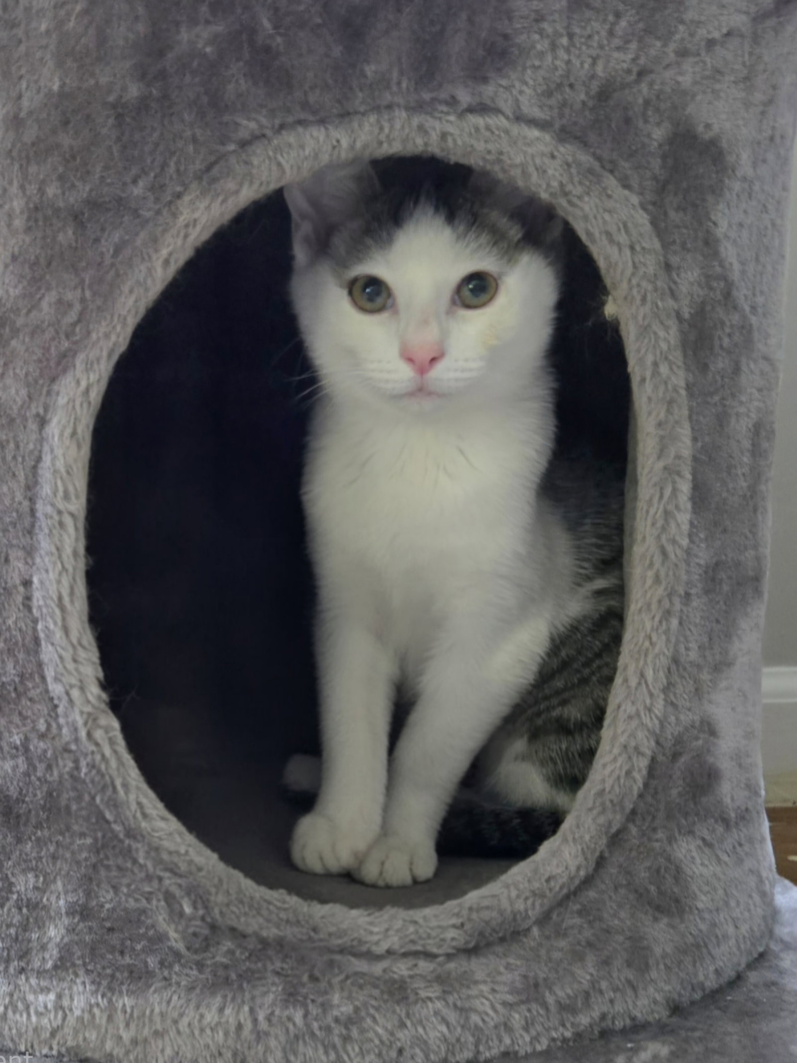 Wiggly  Domestic Short Hair (short coat) Male