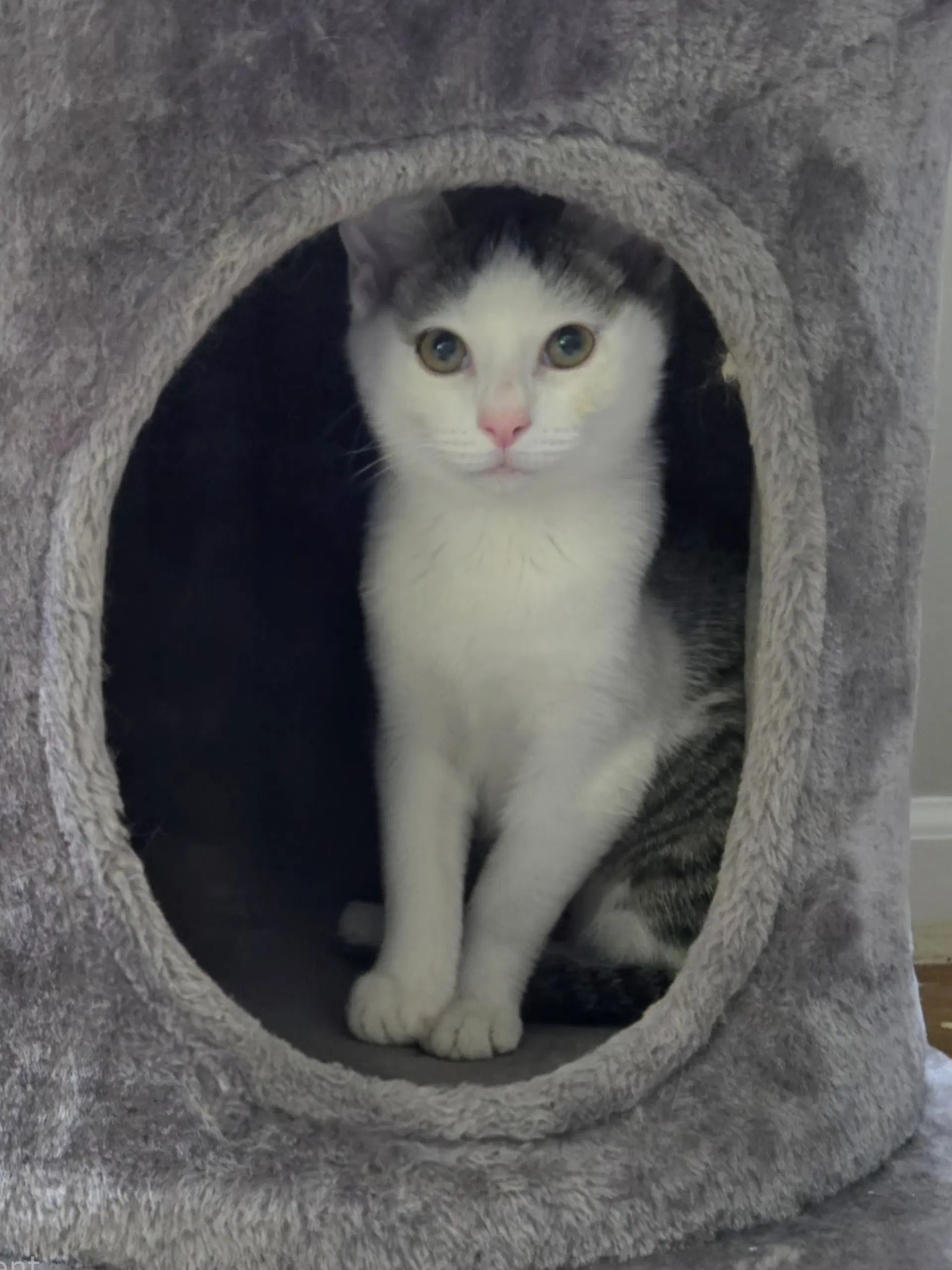 Wiggly - Domestic Short Hair