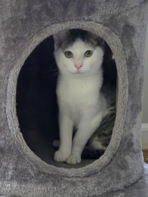 Wiggly, a cat for adoption from Animal Rescue Foundation (ARF-IL)