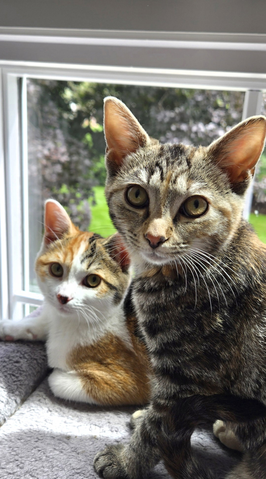 Piggly & Rolley (bonded pair)  Domestic Short Hair (short coat) Female