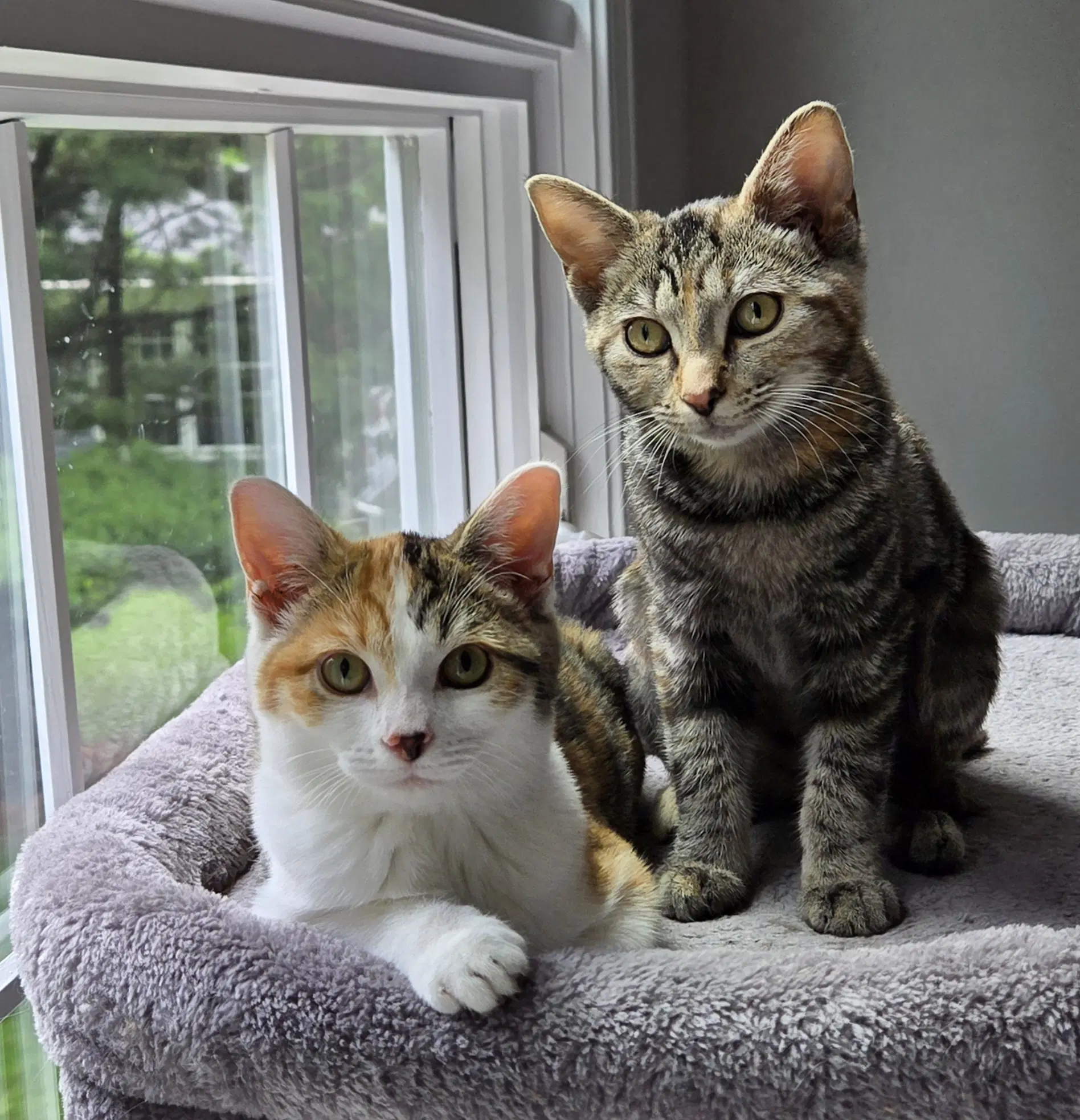 Piggly  Rolley Bonded Pair image 4