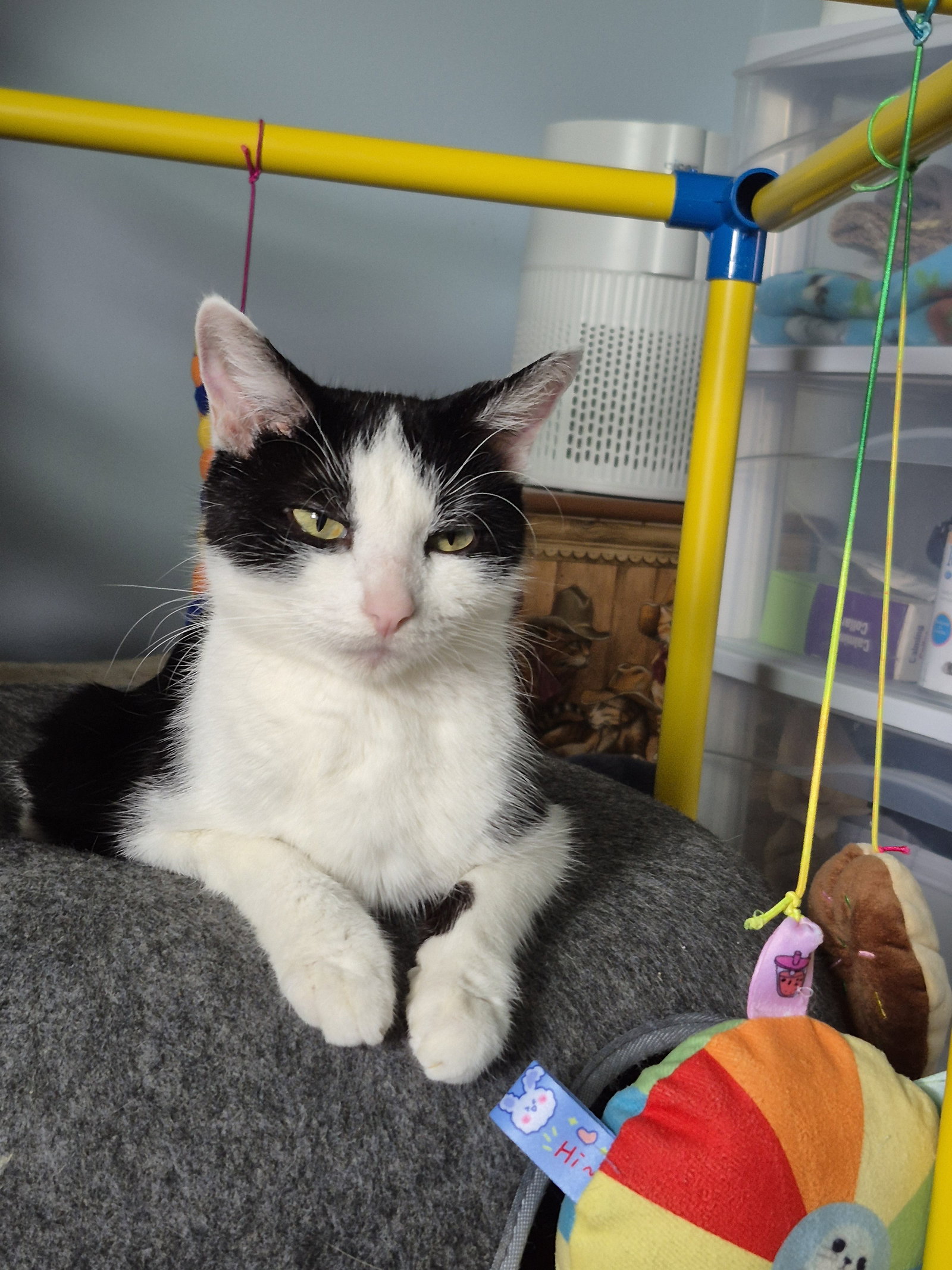 Inky  Domestic Short Hair (short coat) Female