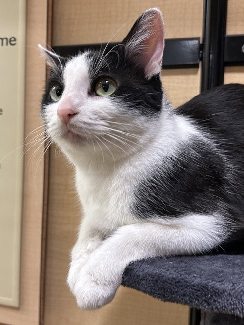 Inky, an adoptable Domestic Short Hair in Wheaton, IL