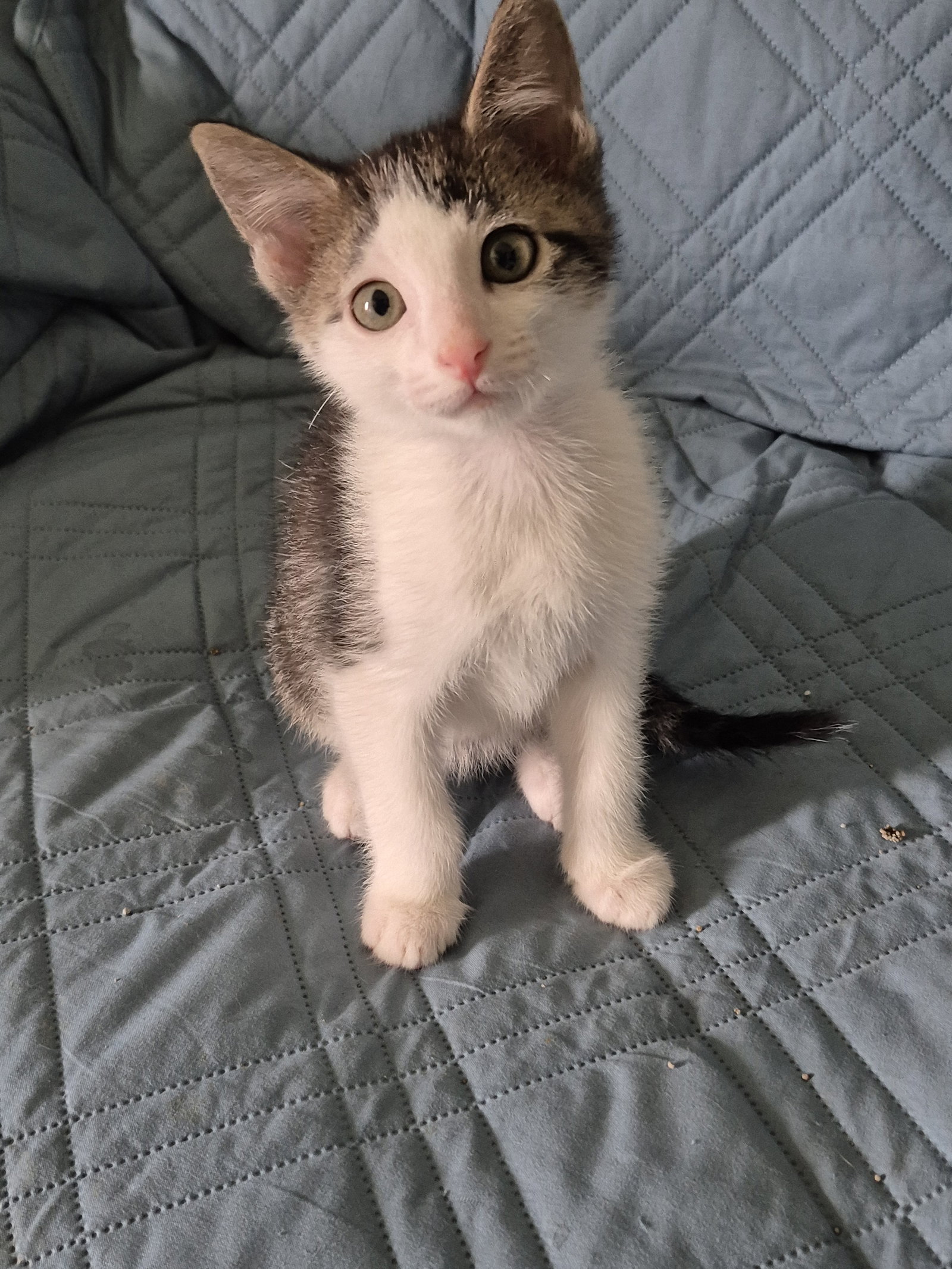 Spot  Domestic Short Hair (short coat) Male