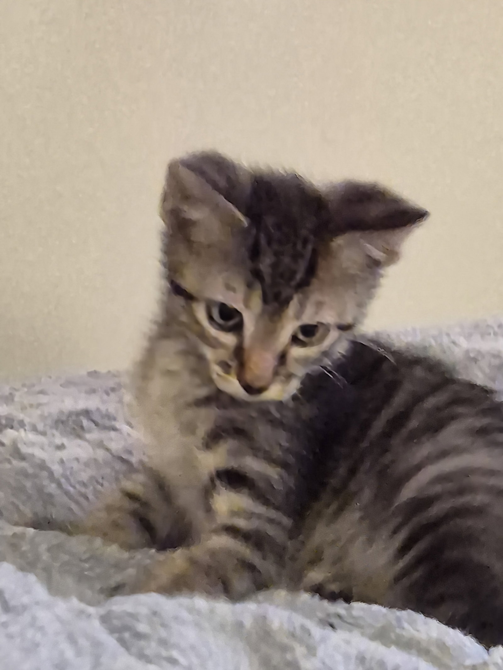 Splat  Domestic Short Hair (short coat) Male