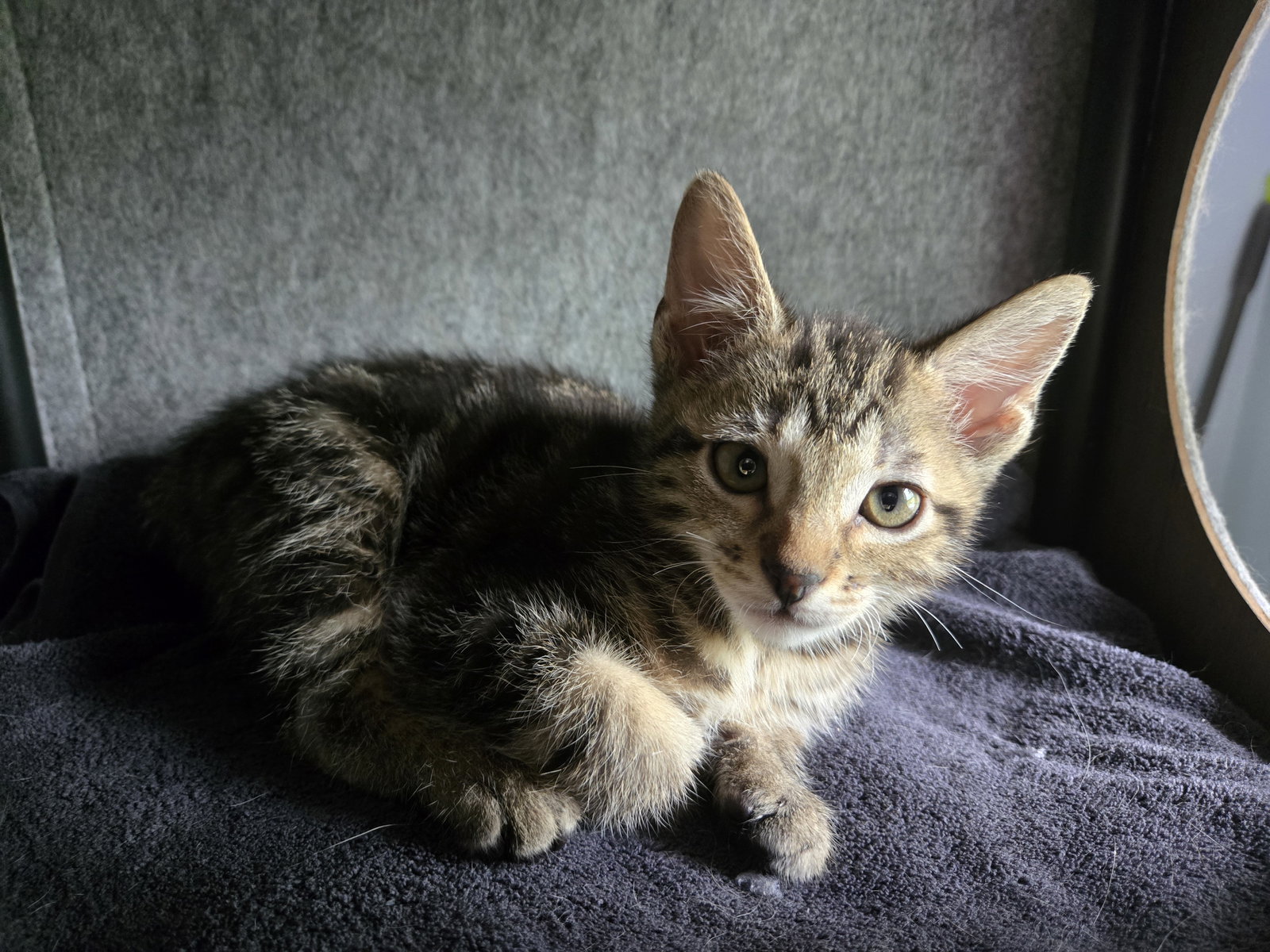 Splotchy  Domestic Short Hair (short coat) Male