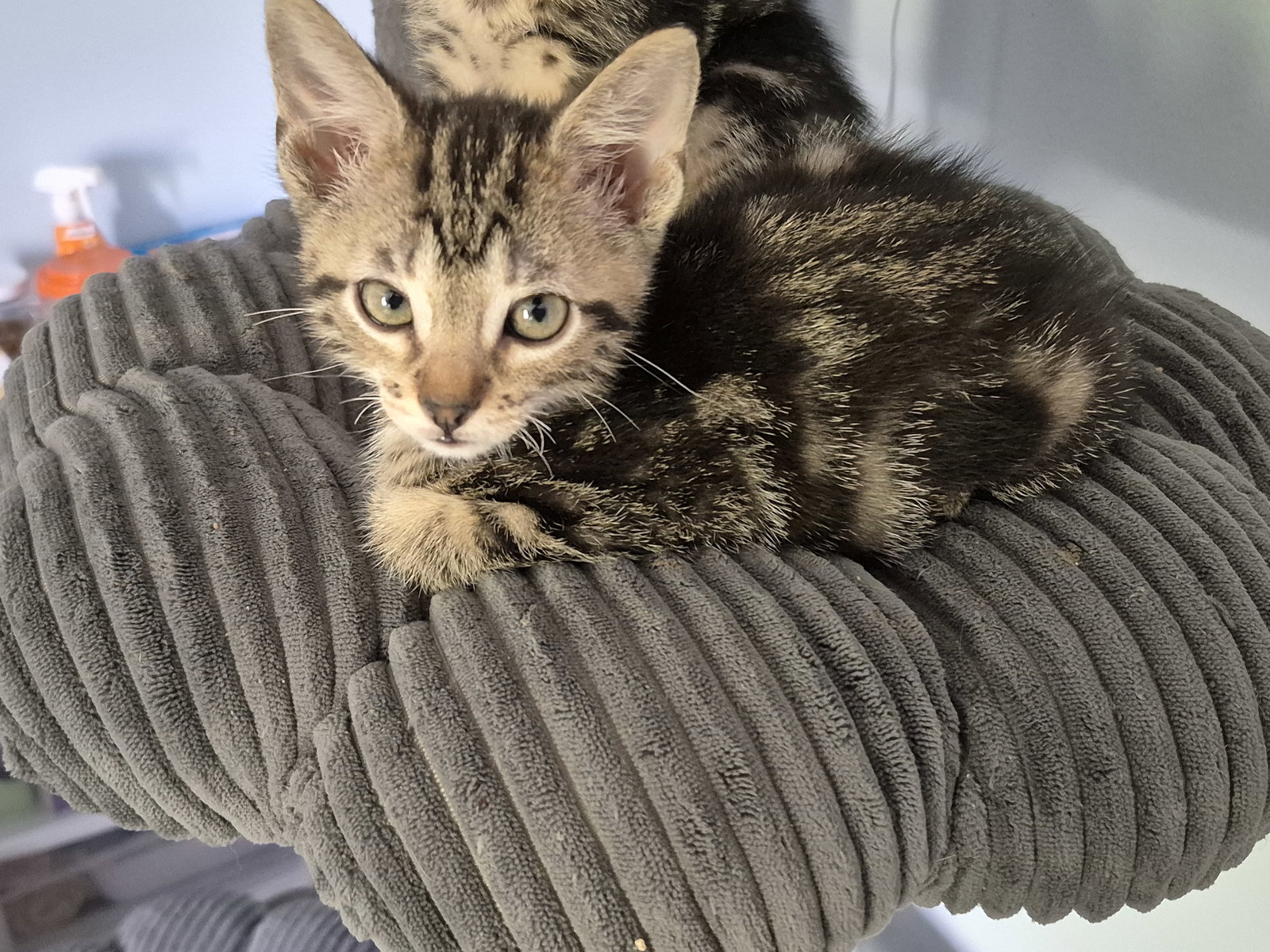 Smudge  Domestic Short Hair (short coat) Male